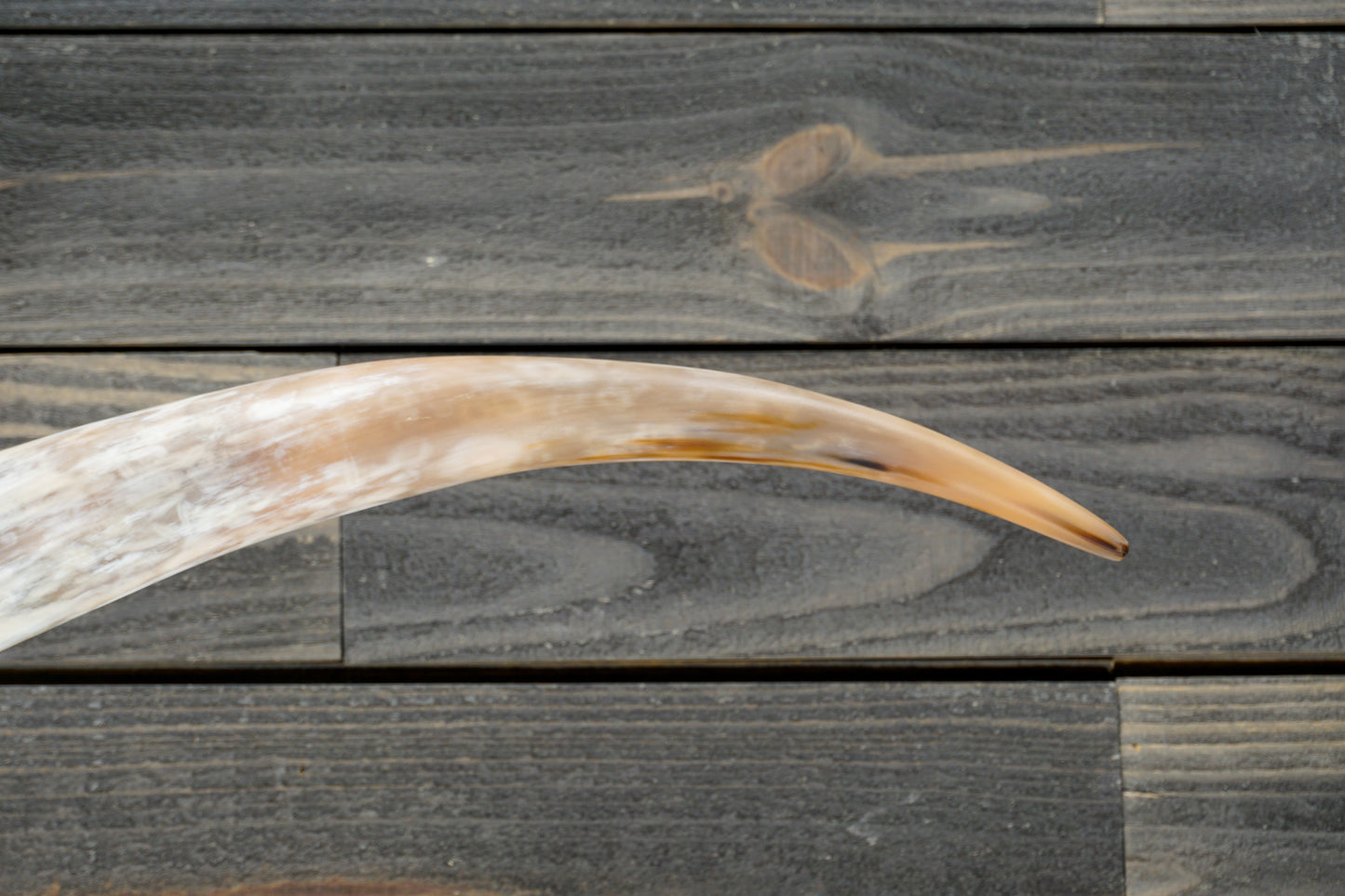 5' 9" Longhorn Wall Mount #271