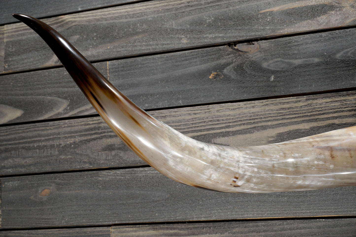 5' 4" Longhorn Wall Mount #348