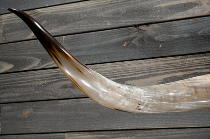 5' 4" Longhorn Wall Mount #348