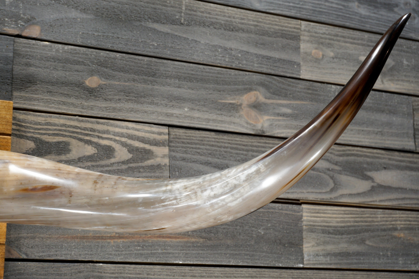 5' 4" Longhorn Wall Mount #348