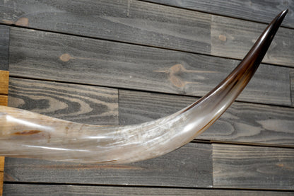 5' 4" Longhorn Wall Mount #348