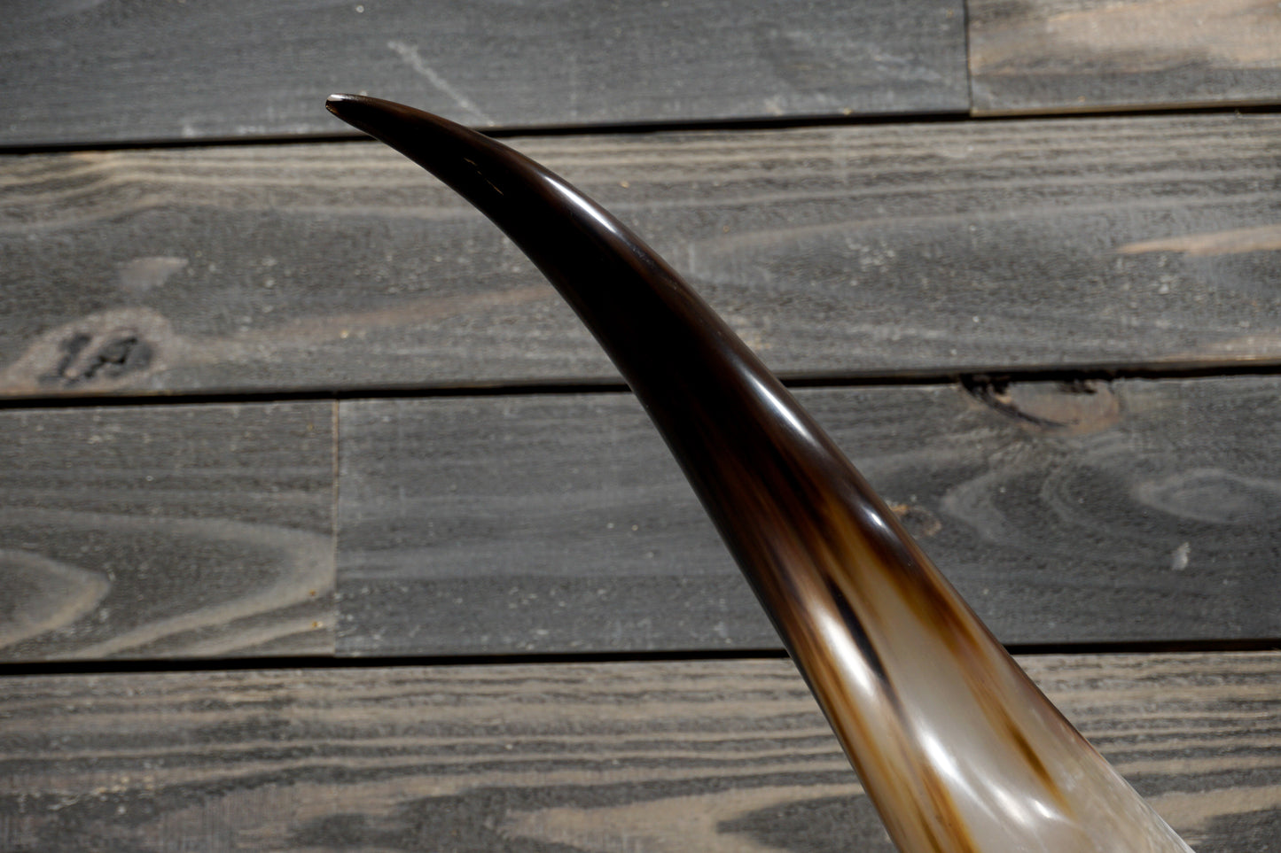 5' 4" Longhorn Wall Mount #348