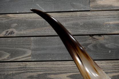 5' 4" Longhorn Wall Mount #348