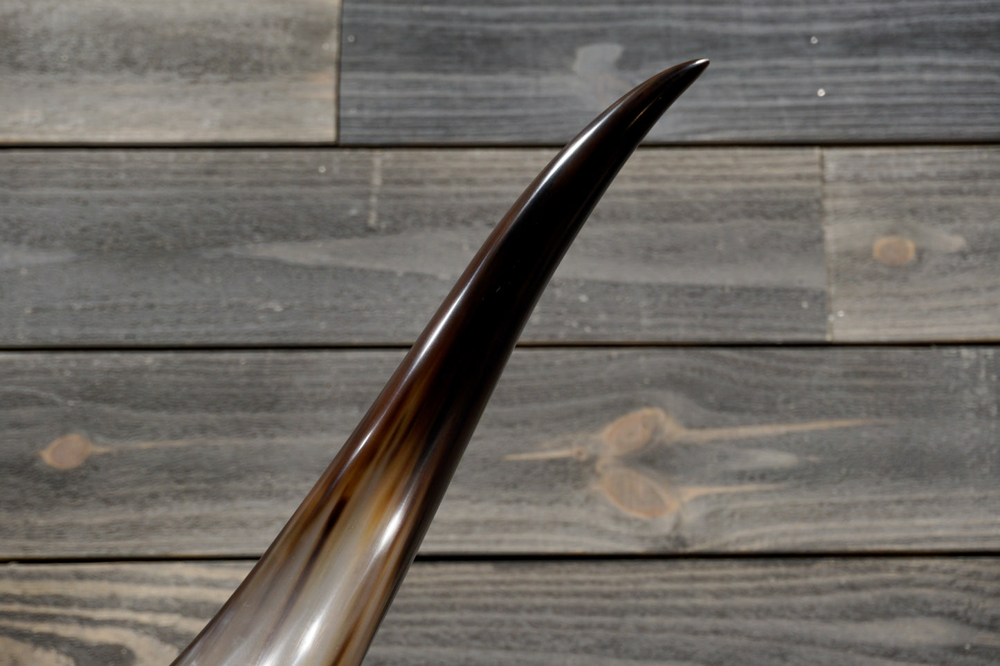 5' 4" Longhorn Wall Mount #348