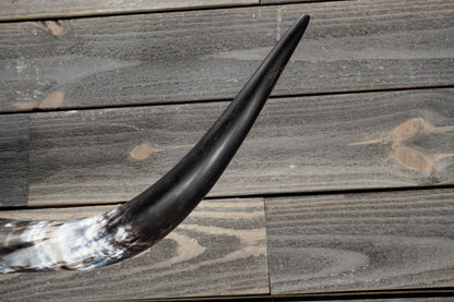 4' 5" Longhorn Wall Mount #317