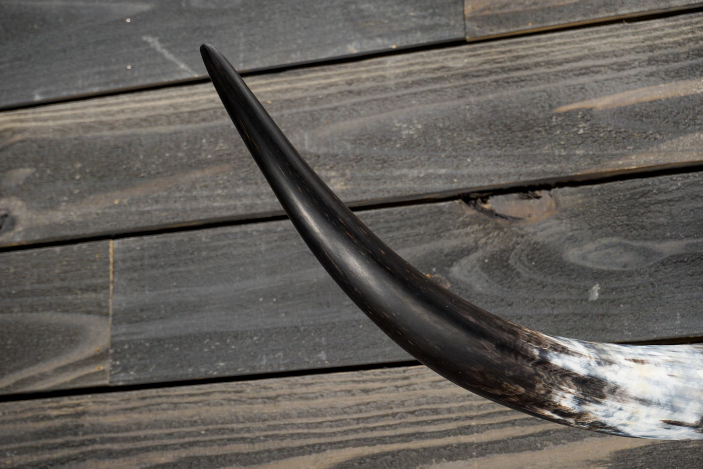 4' 5" Longhorn Wall Mount #317