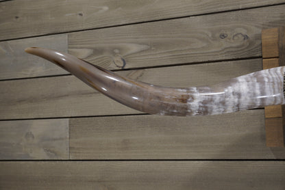 5' 6" Longhorn Wall Mount #248