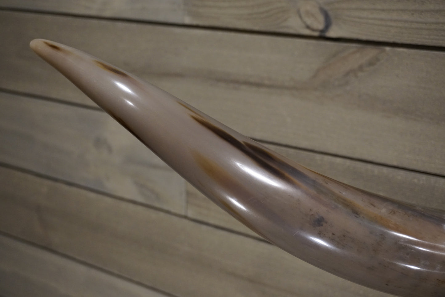 5' 6" Longhorn Wall Mount #248