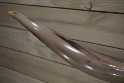 5' 6" Longhorn Wall Mount #248
