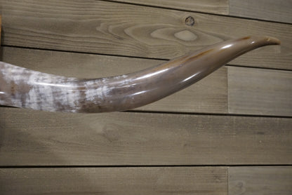 5' 6" Longhorn Wall Mount #248