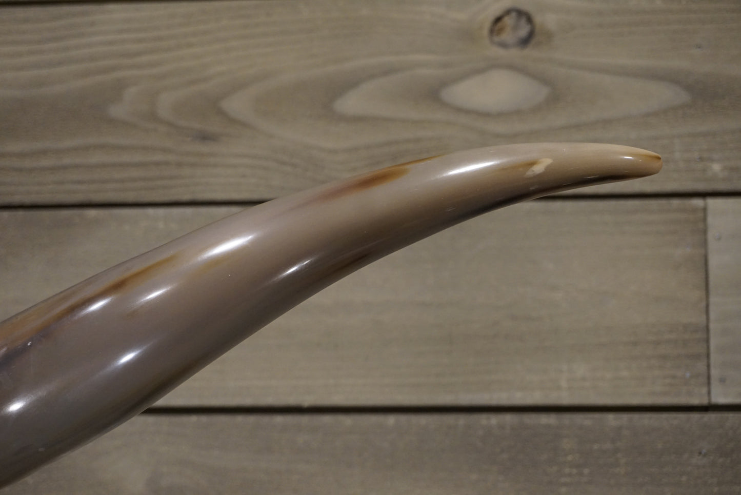5' 6" Longhorn Wall Mount #248
