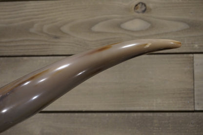 5' 6" Longhorn Wall Mount #248