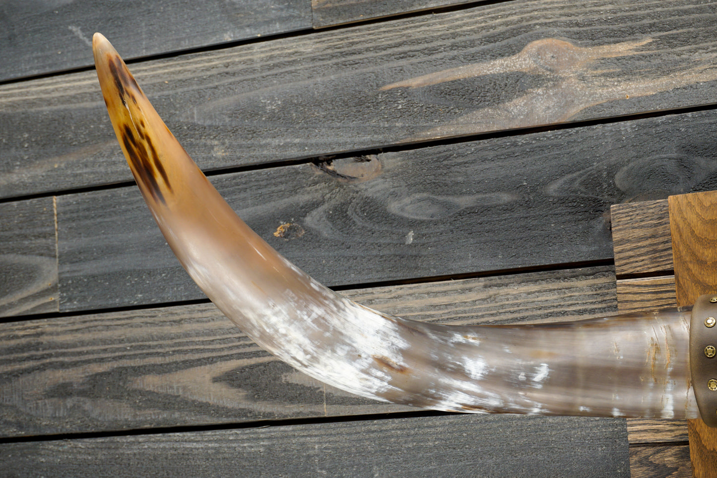 4' 0" Longhorn Wall Mount #292