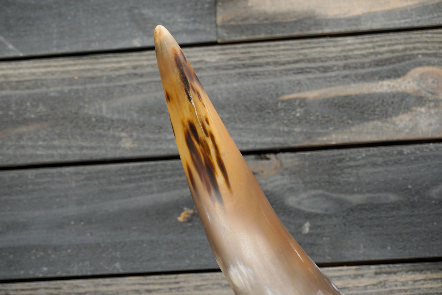 4' 0" Longhorn Wall Mount #292