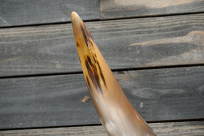 4' 0" Longhorn Wall Mount #292