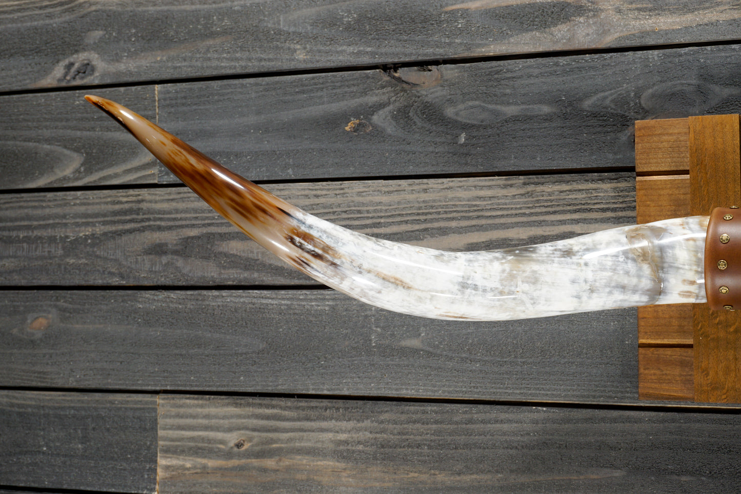 5' 4" Longhorn Wall Mount #302