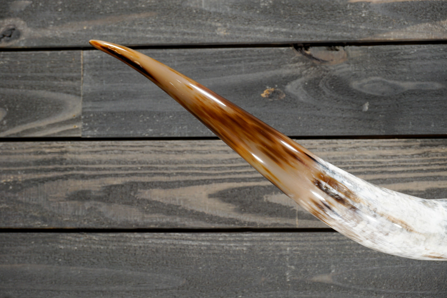 5' 4" Longhorn Wall Mount #302