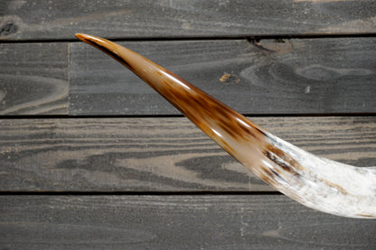 5' 4" Longhorn Wall Mount #302