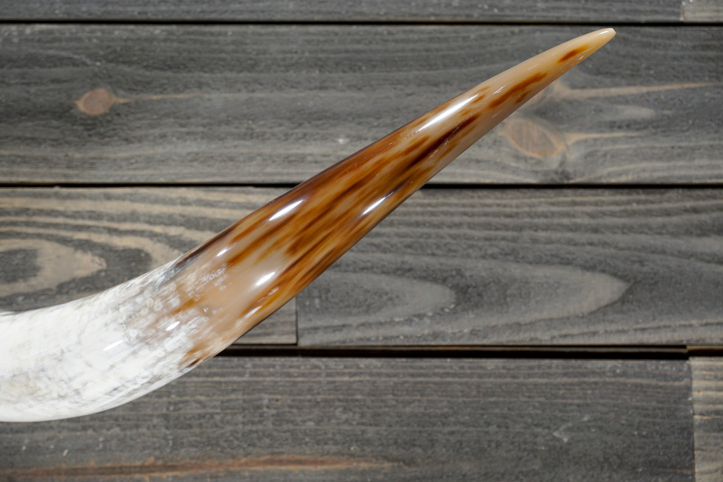 5' 4" Longhorn Wall Mount #302