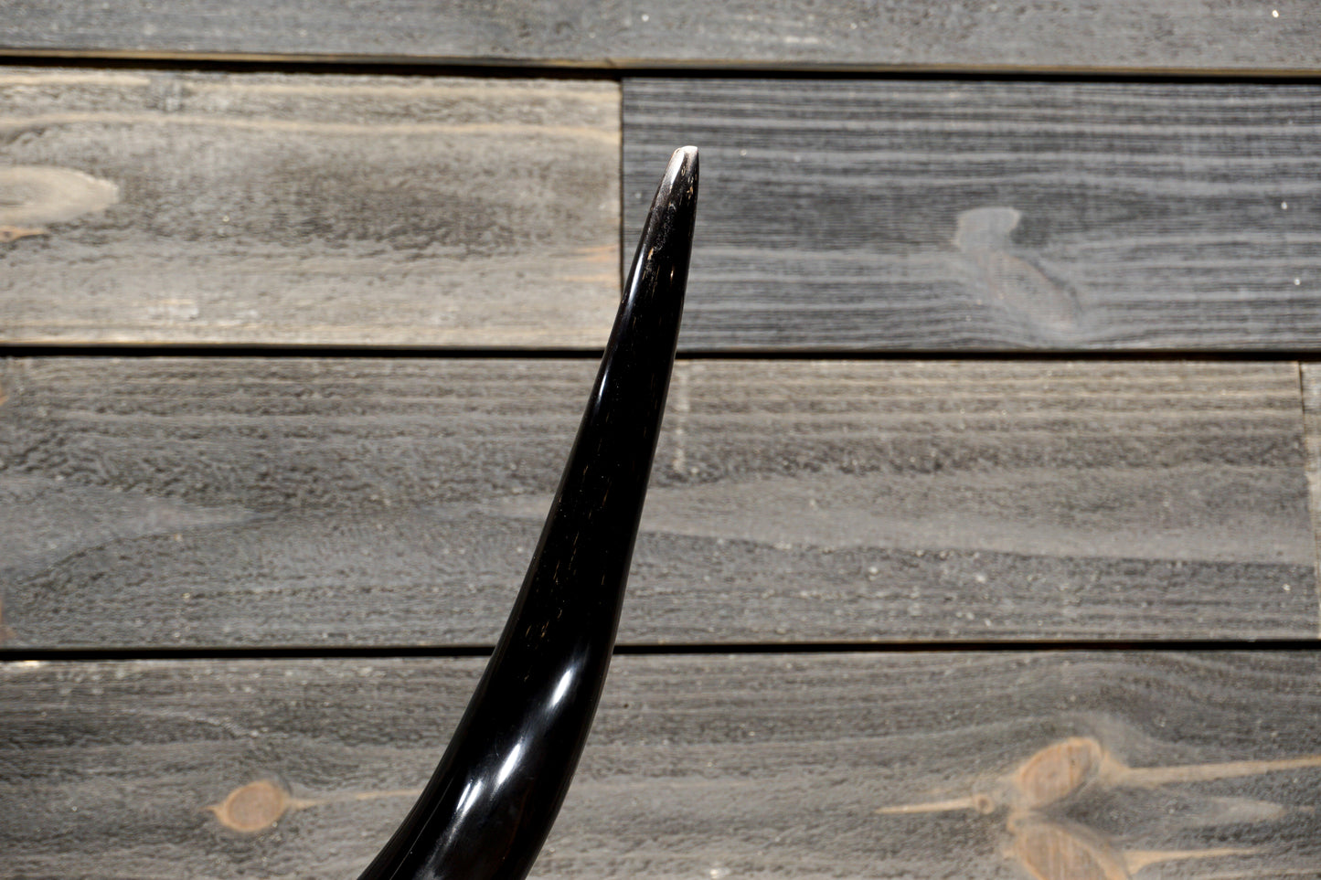 4' 0" Longhorn Wall Mount #318