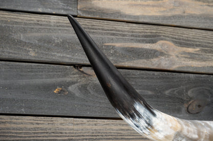 4' 4" Longhorn Wall Mount #330