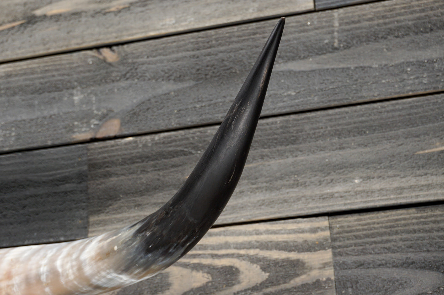4' 4" Longhorn Wall Mount #330