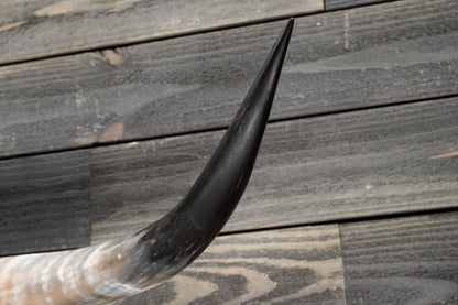 4' 4" Longhorn Wall Mount #330