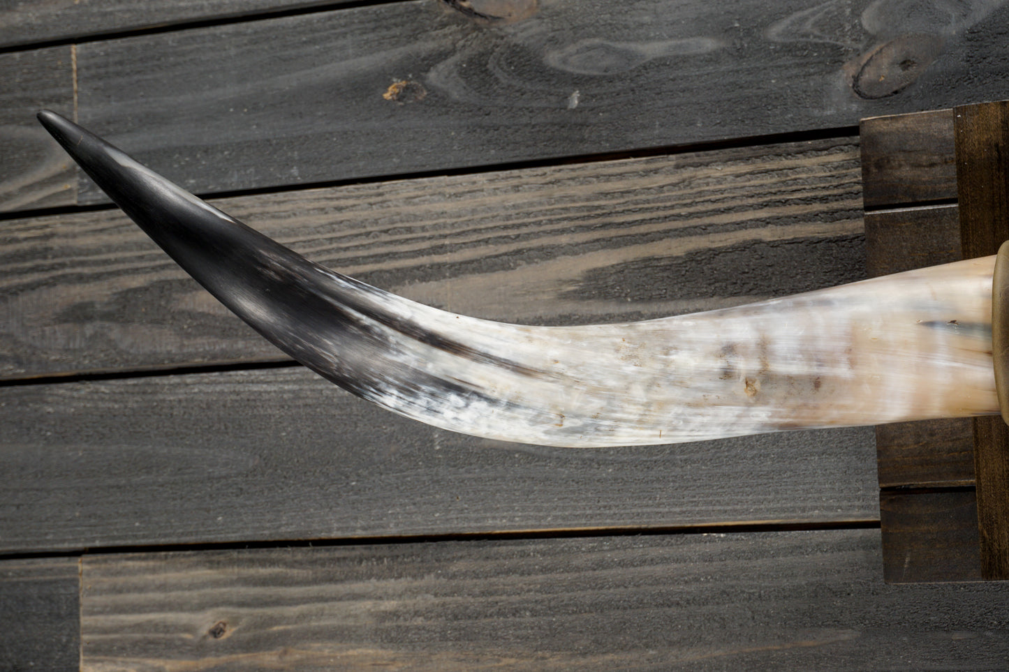 4' 10" Longhorn Wall Mount #350