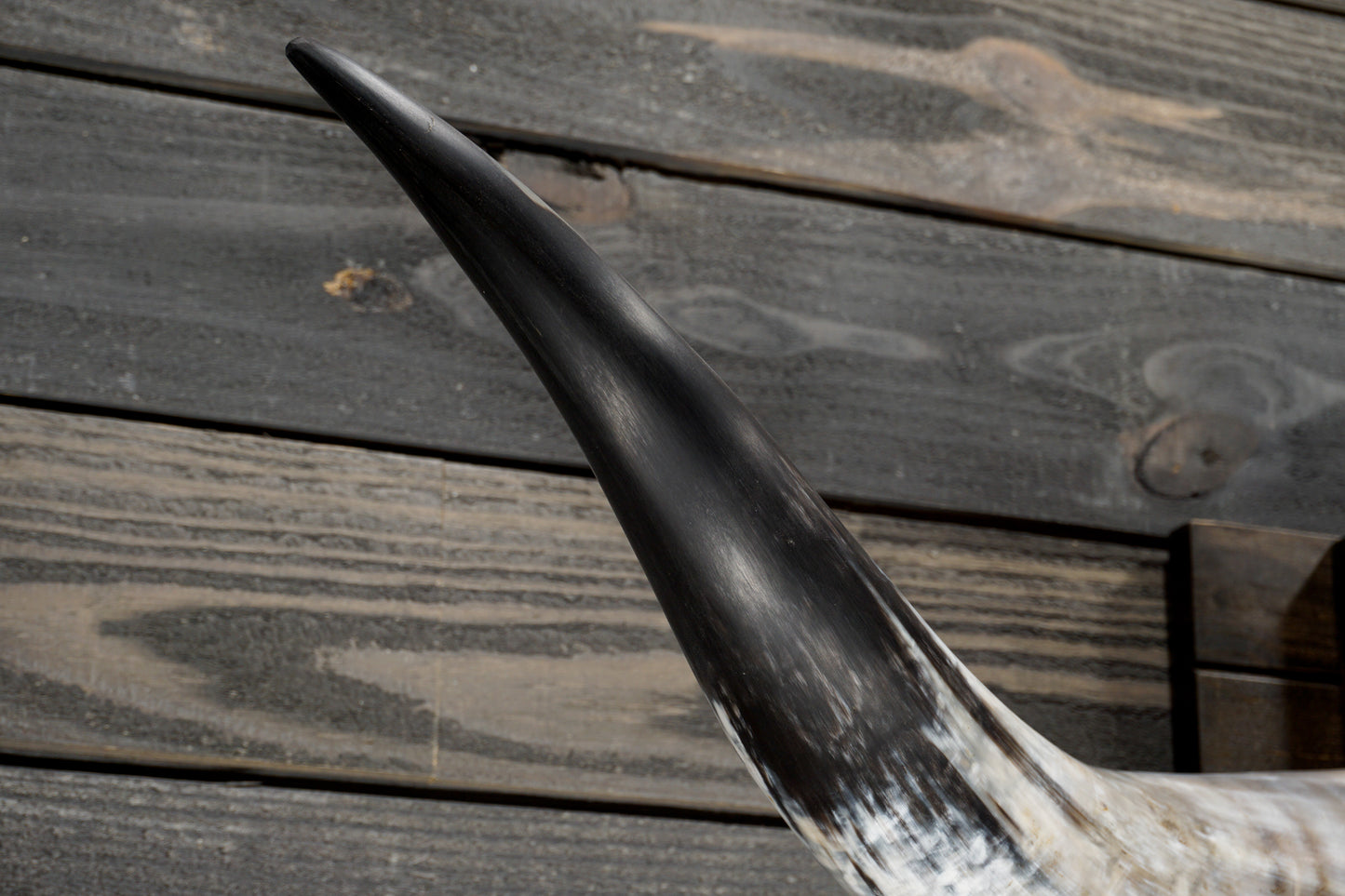 4' 10" Longhorn Wall Mount #350
