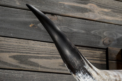 4' 10" Longhorn Wall Mount #350