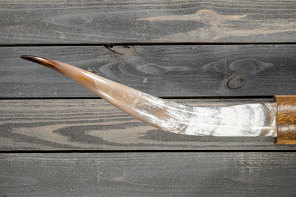 5' 1" Longhorn Wall Mount #381