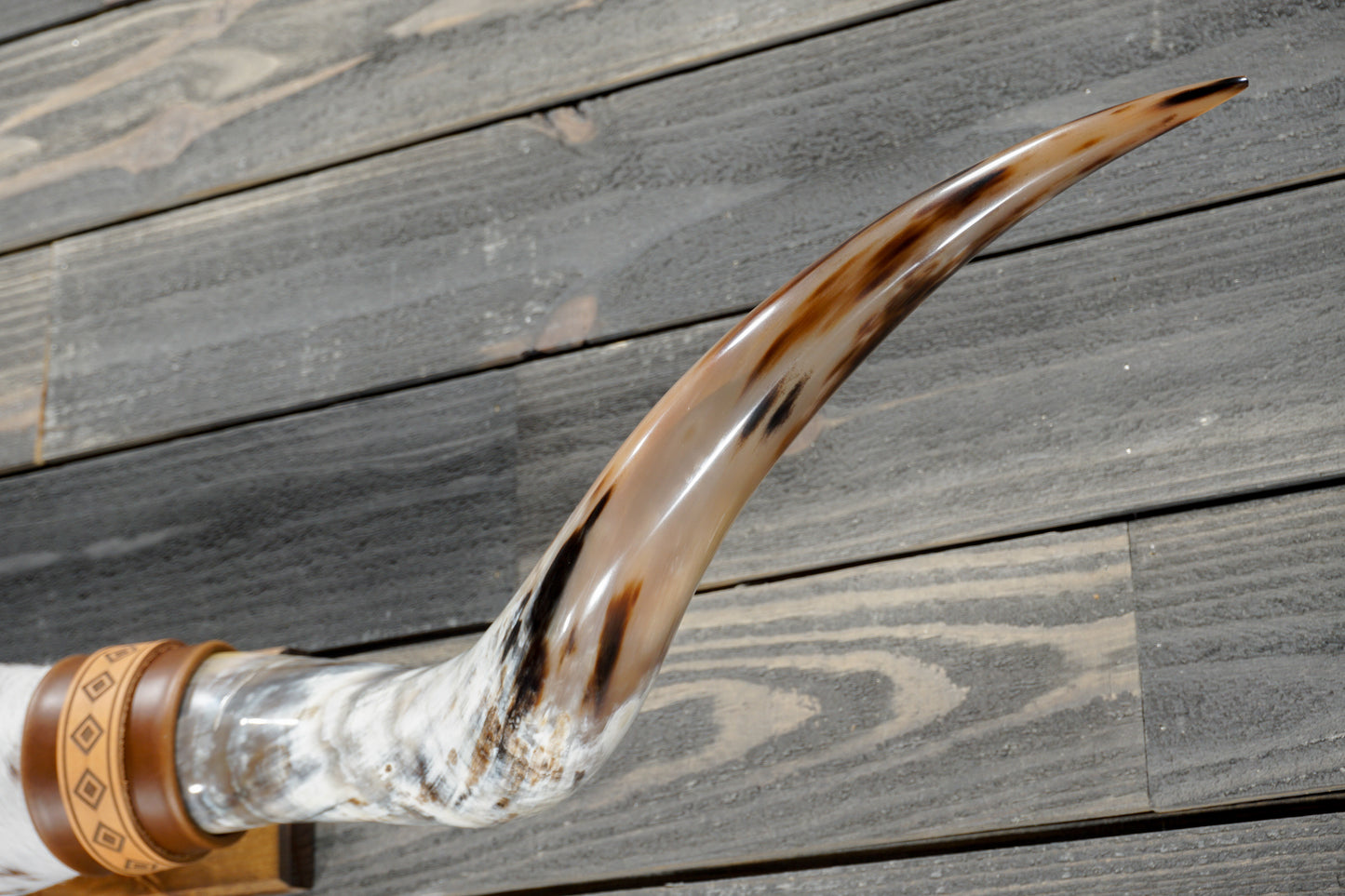 5' 2" Longhorn Wall Mount #382