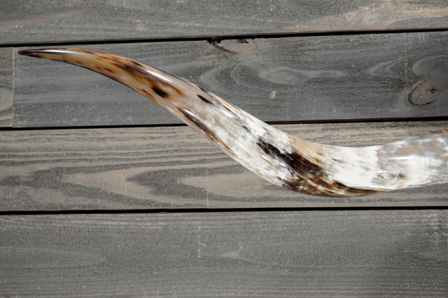 5' 2" Longhorn Wall Mount #382