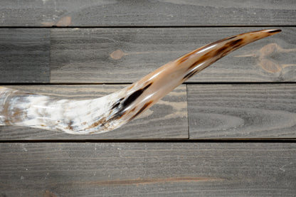 5' 2" Longhorn Wall Mount #382