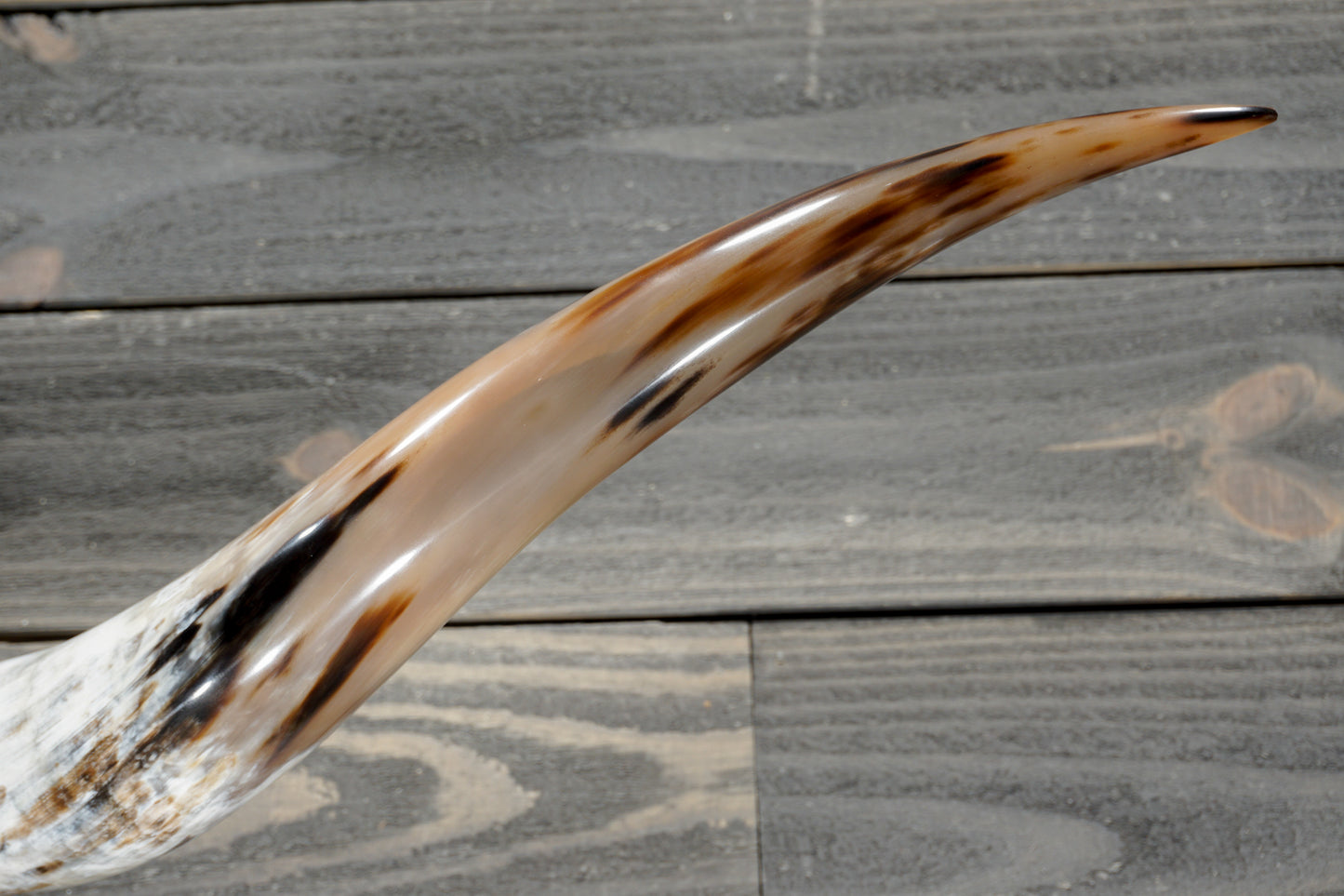 5' 2" Longhorn Wall Mount #382