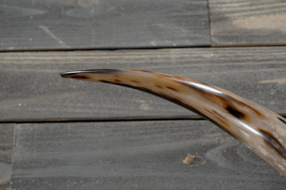 5' 2" Longhorn Wall Mount #382