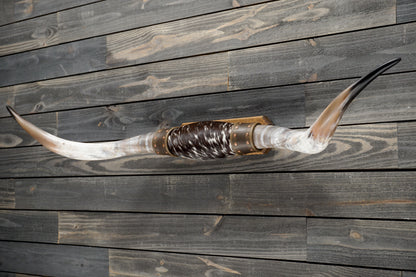 5' 5" Longhorn Wall Mount #277