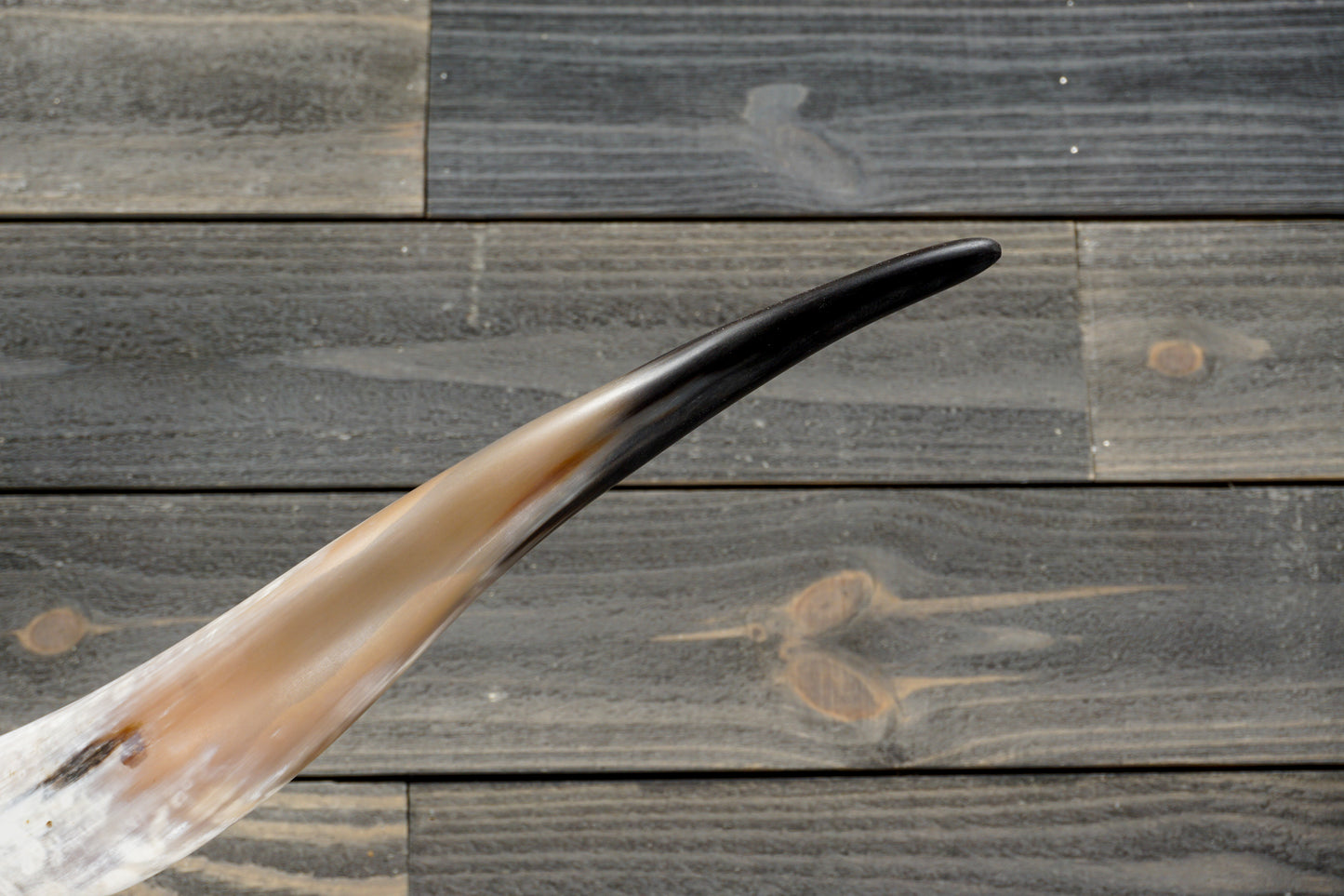 5' 5" Longhorn Wall Mount #277