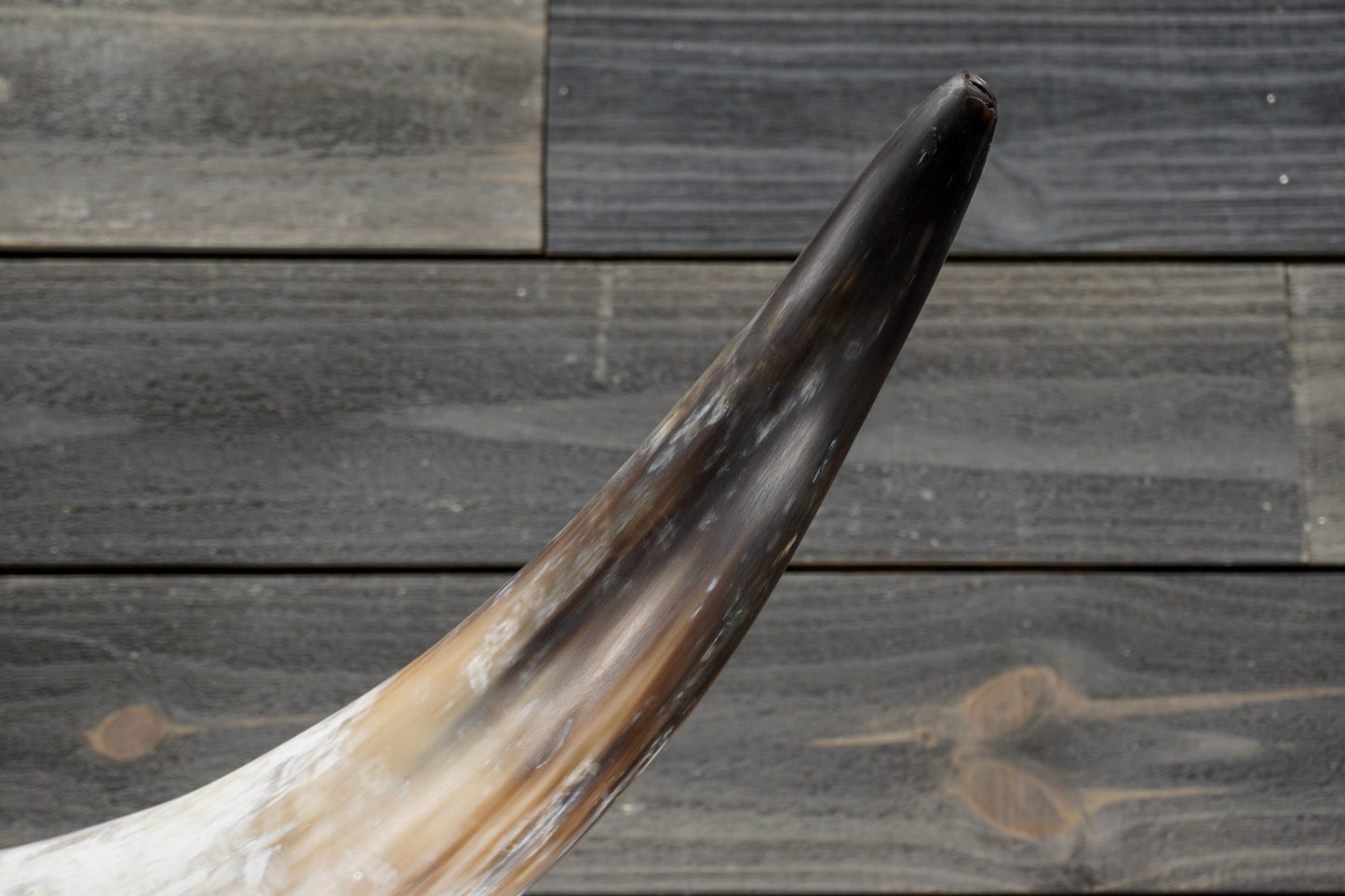 4' 11" Longhorn Wall Mount #353
