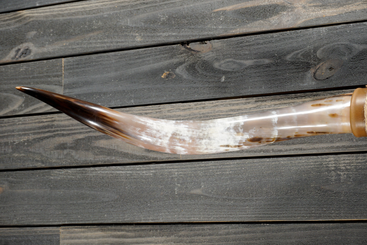 5' 3" Longhorn Wall Mount #373