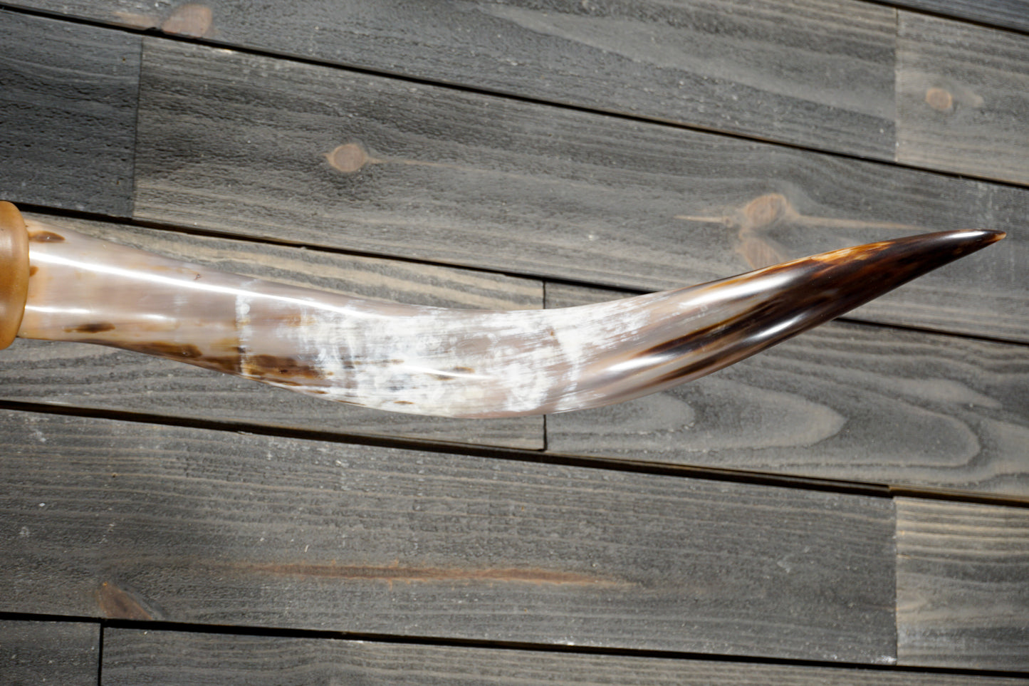 5' 3" Longhorn Wall Mount #373