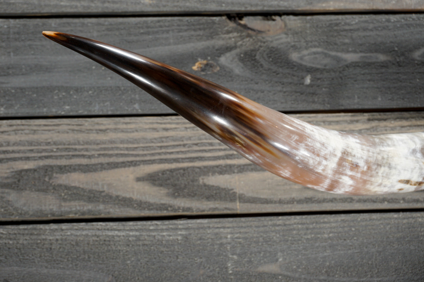 5' 3" Longhorn Wall Mount #373