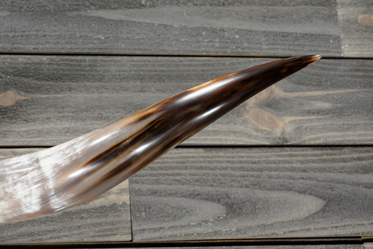 5' 3" Longhorn Wall Mount #373