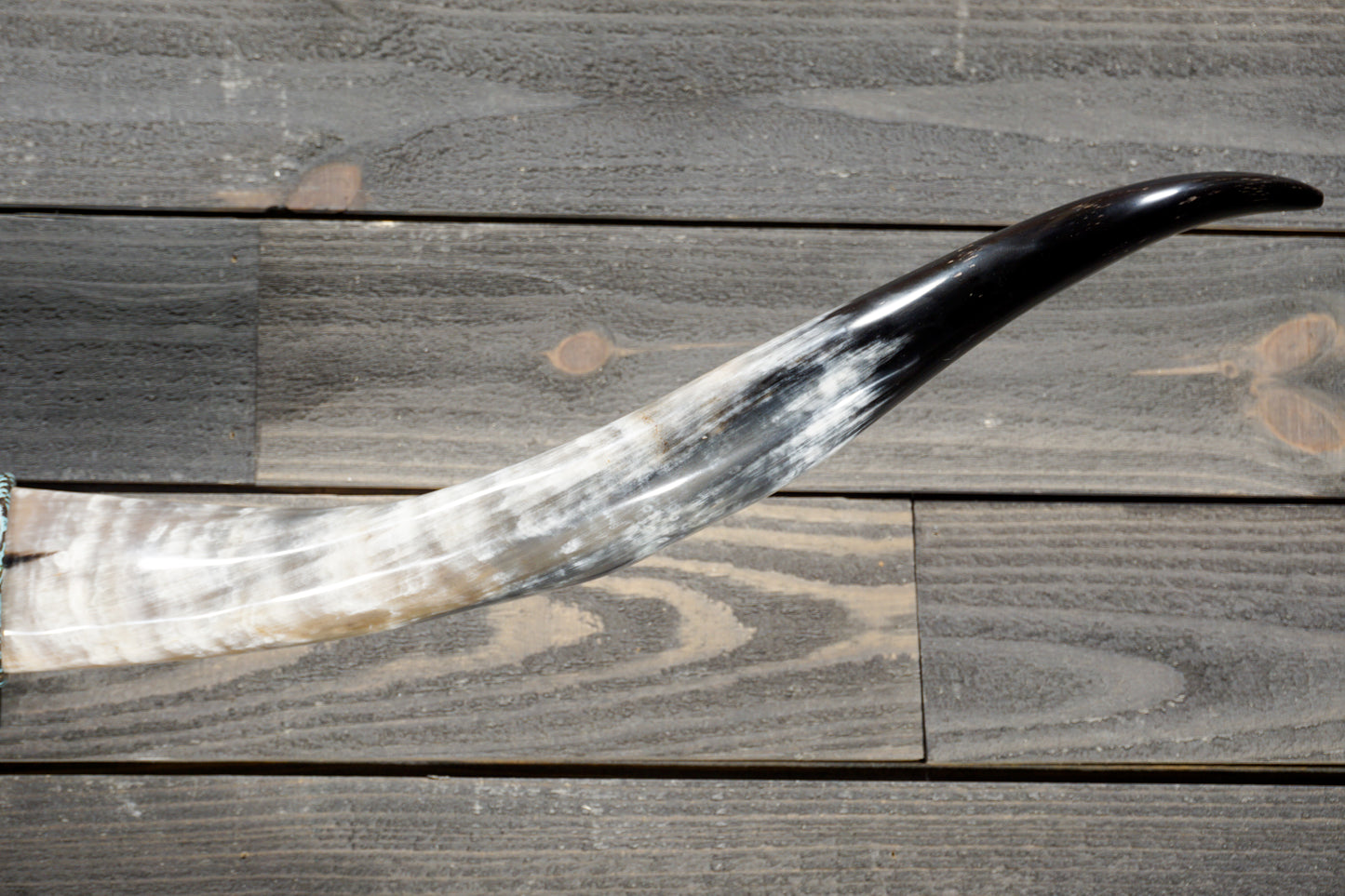 5' 1" Longhorn Wall Mount #379