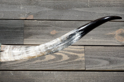 5' 1" Longhorn Wall Mount #379