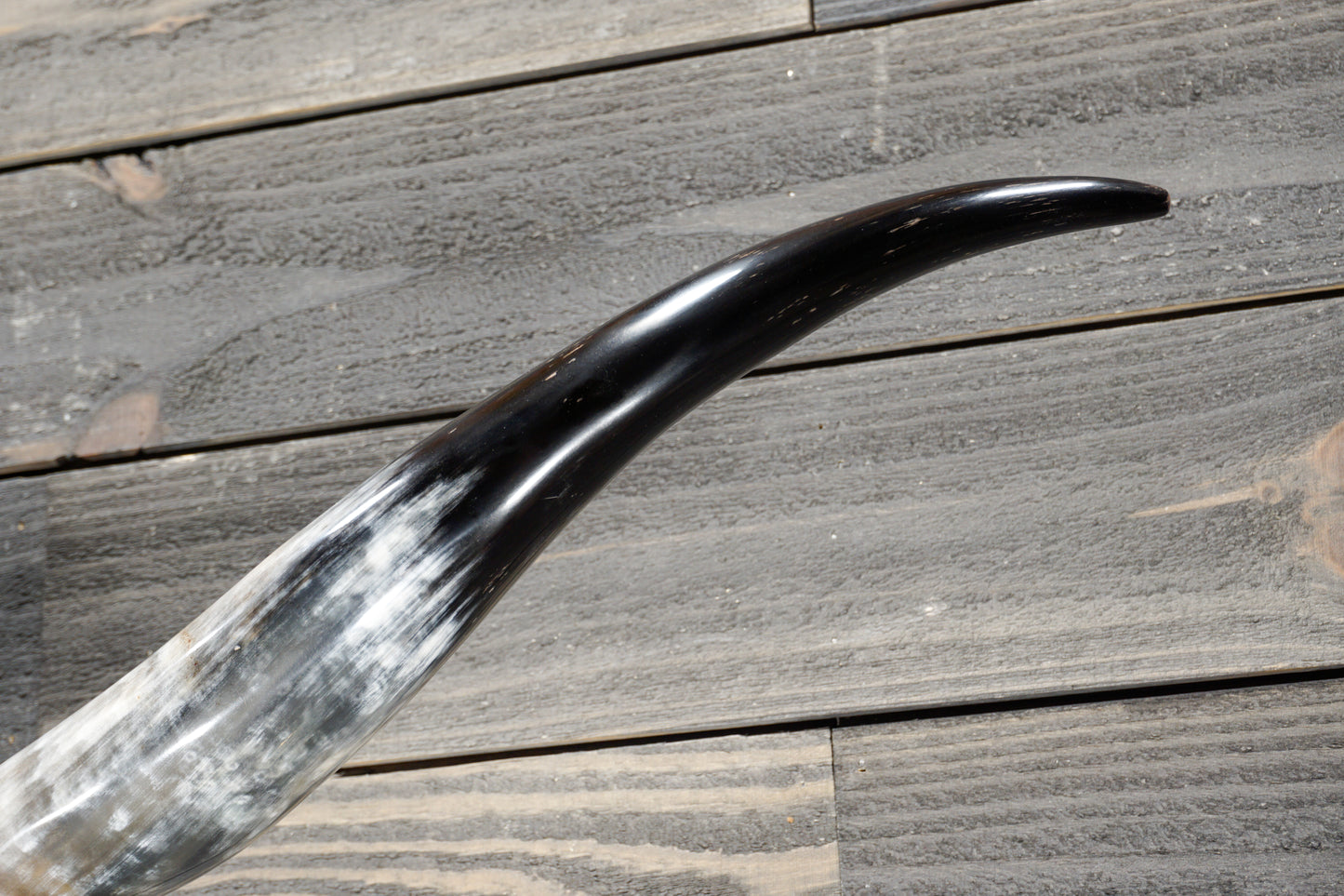 5' 1" Longhorn Wall Mount #379