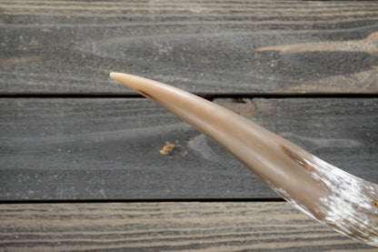 4' 6" Longhorn Wall Mount #283