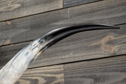 5' 8" Longhorn Wall Mount #335