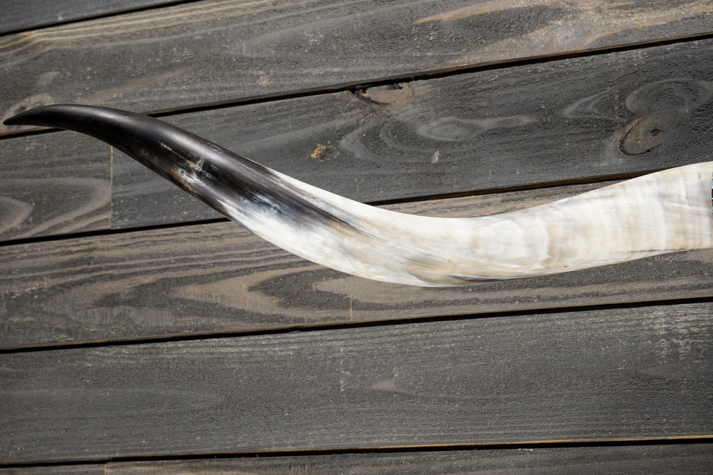 5' 8" Longhorn Wall Mount #335