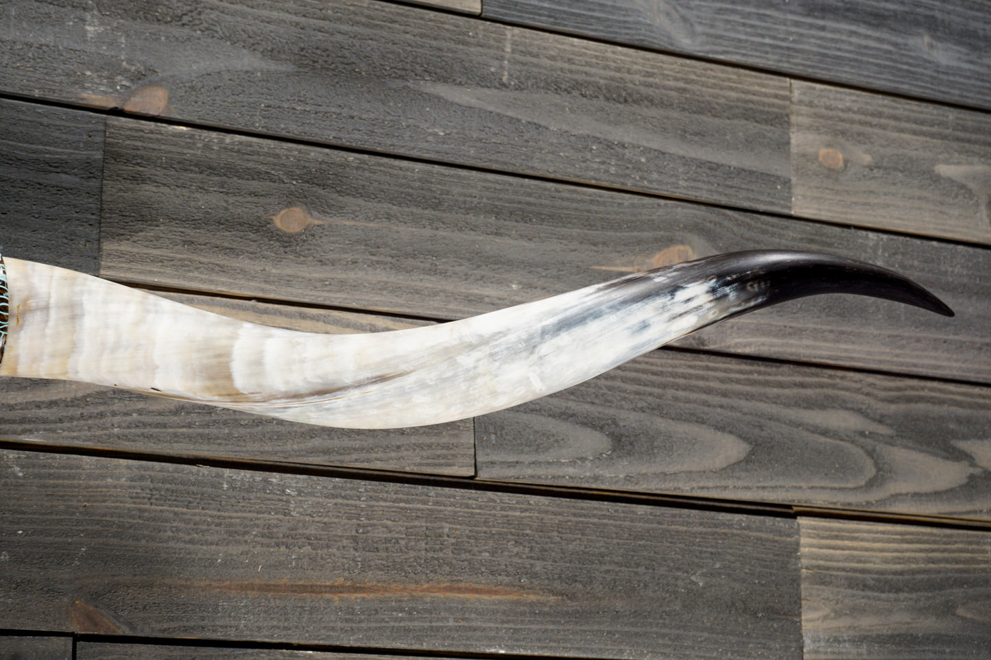 5' 8" Longhorn Wall Mount #335